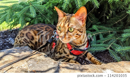 Bengal Cat in Harness Enjoying Garden, Eye-Level View 114201035