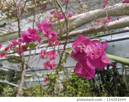 Vibrant Pink Bougainvillea Close-Up in Urban Setting Vibrant Pink Bougainvillea Close-Up in Urban Setting 114201044