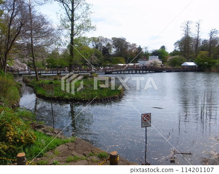 Spring Inokashira Park Spring Inokashira Park 114201107