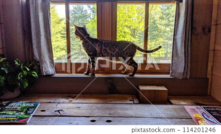 Bengal Cat on Wooden Sill with Nature Backdrop and Cozy Interior Bengal Cat on Wooden Sill with Nature Backdrop and Cozy Interior 114201246