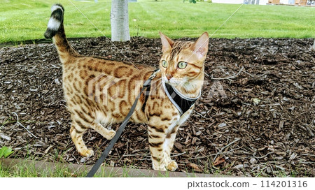 Bengal Cat on Leash Exploring Suburban Garden Bengal Cat on Leash Exploring Suburban Garden 114201316