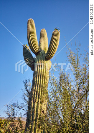 Saguaro Cactus with Budding Flowers Against Blue Sky, Desert Landscape 114201338