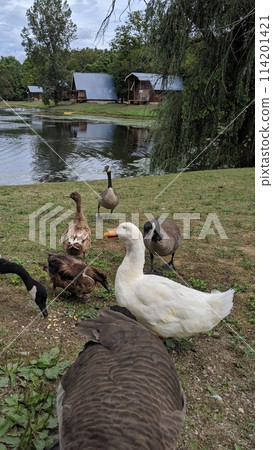 White Duck and Geese at Serene Pondside Countryside White Duck and Geese at Serene Pondside Countryside 114201421