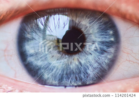 Blue and Gray Iris Macro with Eyelashes and Blood Vessels 114201424