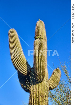 Majestic Saguaro Cactus and Desert Flora Against Blue Sky Majestic Saguaro Cactus and Desert Flora Against Blue Sky 114201452