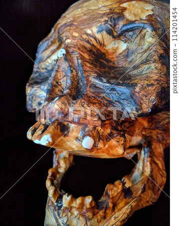 Artistic Skull Sculpture with Wood-Like Texture on Black Background 114201454
