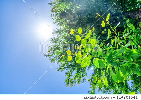Fresh greenery in Yokohama, Kanagawa Prefecture Fresh greenery in Yokohama, Kanagawa Prefecture 114201541
