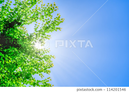 Fresh greenery in Yokohama, Kanagawa Prefecture Fresh greenery in Yokohama, Kanagawa Prefecture 114201546