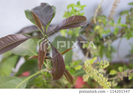 new born leaf of mango tree new born leaf of mango tree 114201547