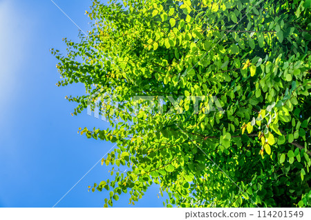 Fresh greenery in Yokohama, Kanagawa Prefecture 114201549