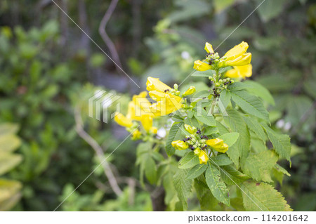 Tecoma stans flowers with a group of ants 114201642