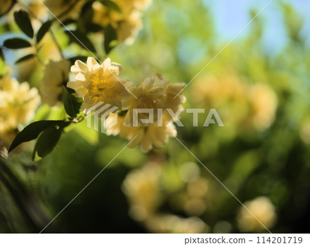 Yellow bank rose blooming in May Yellow bank rose blooming in May 114201719