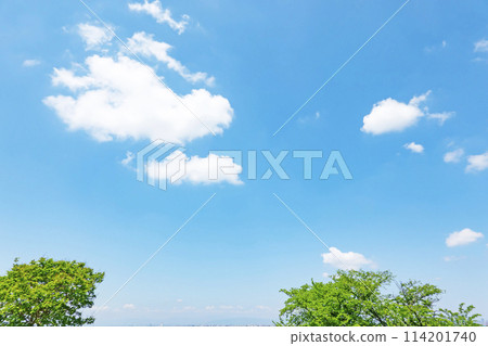 初夏的藍天和小樹林 初夏的藍天和小樹林 114201740