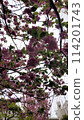 Cherry blossoms with pink flowers 114201743