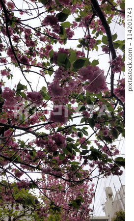 Cherry blossoms with pink flowers Cherry blossoms with pink flowers 114201743