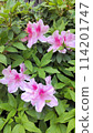Landscape with azalea flowers 114201747