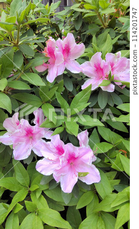 Landscape with azalea flowers Landscape with azalea flowers 114201747