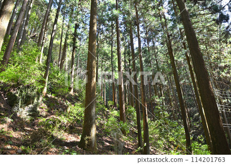 Sunlight filtering through the trees in a well-maintained cedar forest - a view of the forest path leading to Kuroyama Sandaki waterfalls 114201763