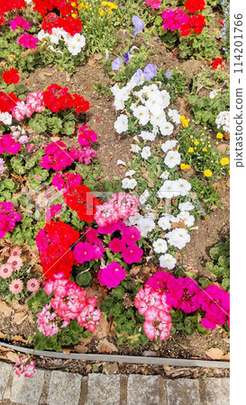 Vivid flower bed 114201766