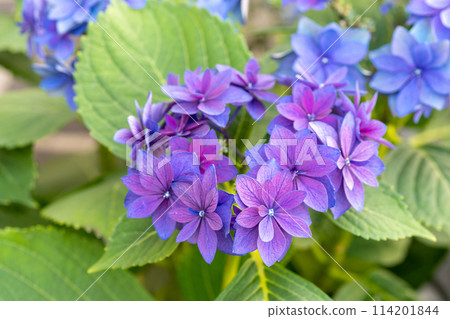 紫色繡球花 114201844