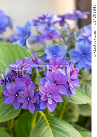 紫色繡球花 114201845