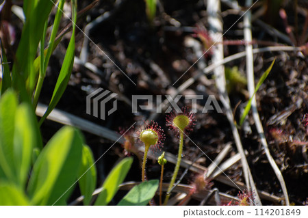 Insectivorous plant of marshland sundew Insectivorous plant of marshland sundew 114201849