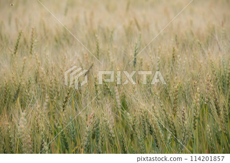 Ear from the beginning of coloring 114201857