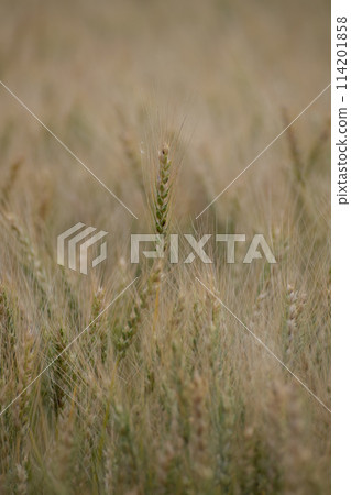 Ear from the beginning of coloring Ear from the beginning of coloring 114201858