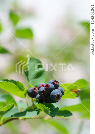 Fruit of ripe June berry Fruit of ripe June berry 114201861