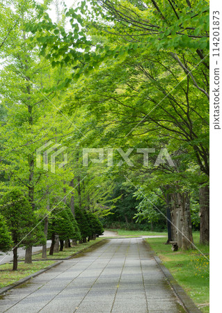 初夏公園 初夏公園 114201873