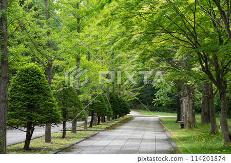 初夏公園 114201874