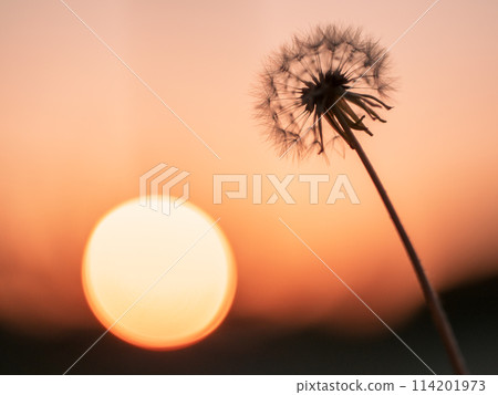 Dandelion fluff and sunset Dandelion fluff and sunset 114201973