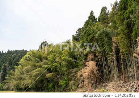 Image of bamboo forest management, cutting down abandoned bamboo forests on slopes | Image of bamboo forest cutting Image of bamboo forest management, cutting down abandoned bamboo forests on slopes | Image of bamboo forest cutting 114202052