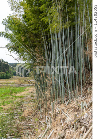 Image of bamboo forest management, cutting down abandoned bamboo forests on slopes | Image of bamboo forest cutting Image of bamboo forest management, cutting down abandoned bamboo forests on slopes | Image of bamboo forest cutting 114202055