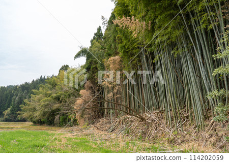 透過砍伐斜坡上廢棄的竹林來維護竹林的形象 | 竹林砍伐的形象 114202059