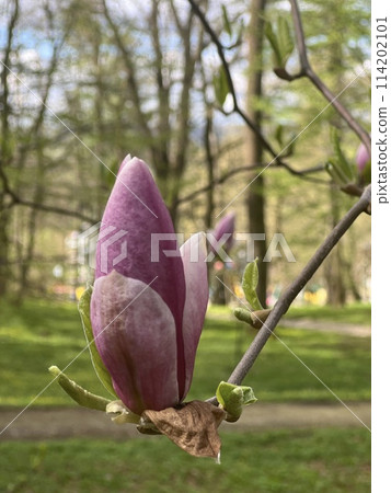Magnolia flowers blooming in the spring forest. Beautiful nature scene. 114202101