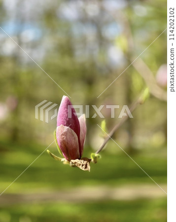 Magnolia flowers blooming in the spring forest. Beautiful nature scene. Magnolia flowers blooming in the spring forest. Beautiful nature scene. 114202102