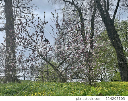 Magnolia flowers blooming in the spring forest. Beautiful nature scene. 114202103