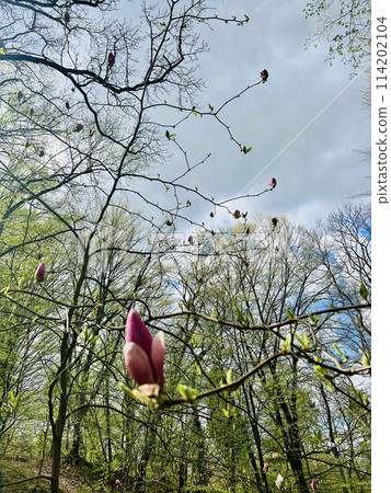 Magnolia flowers blooming in the spring forest. Beautiful nature scene. Magnolia flowers blooming in the spring forest. Beautiful nature scene. 114202104