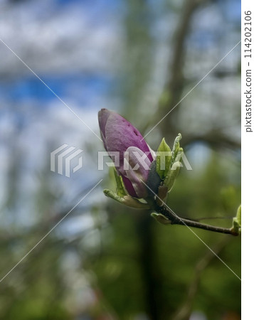 Magnolia flowers blooming in the spring forest. Beautiful nature scene. Magnolia flowers blooming in the spring forest. Beautiful nature scene. 114202106