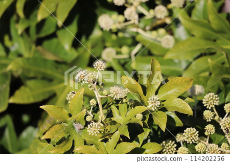 紙花 紙花 114202256