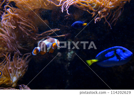 Amphiprion ocellaris clownfish Nemo vancouver aquarium in british columbia fish swimming background soothing video for music falling asleep at night relax screen saver space for text marine ocean life Amphiprion ocellaris clownfish Nemo vancouver aquarium in british columbia fish swimming background soothing video for music falling asleep at night relax screen saver space for text marine ocean life 114202629
