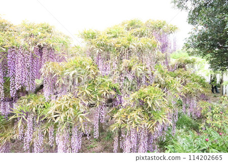 紫藤花 紫藤花 114202665