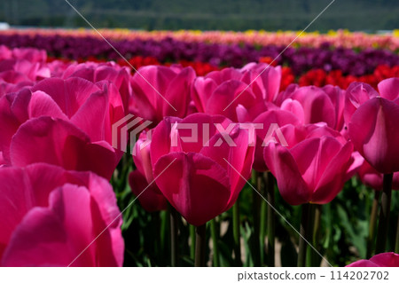 Lily field of prominent pink tulips Colourful tulip fields in spring Abbotsford, British Columbia, Canada Lily field of prominent pink tulips Colourful tulip fields in spring Abbotsford, British Columbia, Canada 114202702