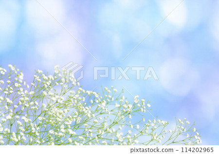 Sorairo's sunlight filtering through the trees and gypsophila, a refreshing background full of light 114202965