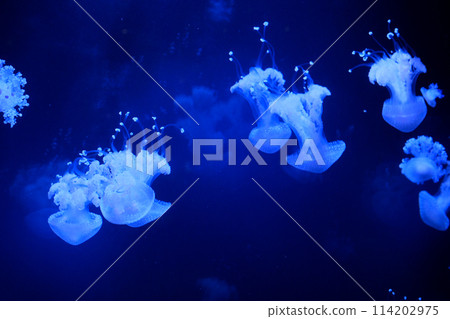 Slow motion Lion's mane jellyfish Cyanea capillata or hair jelly amphipods on lion mane Cyanea capillata Vancouver Aquarium, BC, Canada 114202975