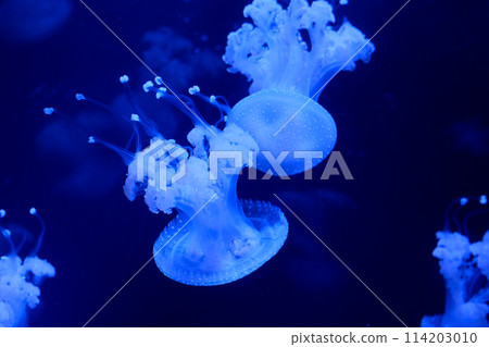 Slow motion Lion's mane jellyfish Cyanea capillata or hair jelly amphipods on lion mane Cyanea capillata Vancouver Aquarium, BC, Canada 114203010