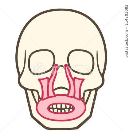 口輪匝肌、上唇提肌、上唇提肌、臉部肌肉 口輪匝肌、上唇提肌、上唇提肌、臉部肌肉 114203092