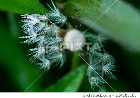 Dandelion fluff after rain Dandelion fluff after rain 114203105