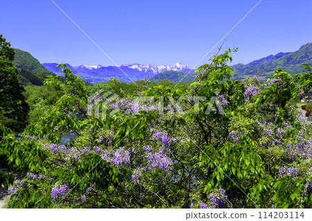 Fuji flowers and the Tanigawa mountain range 114203114